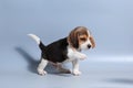 1 month pure breed beagle Puppy Royalty Free Stock Photo