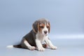 1 month pure breed beagle Puppy