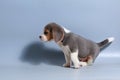 1 month pure breed beagle Puppy