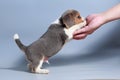 1 month pure breed beagle Puppy Royalty Free Stock Photo