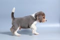 1 month pure breed beagle Puppy Royalty Free Stock Photo