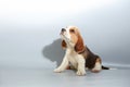 1 month pure breed beagle Puppy Royalty Free Stock Photo