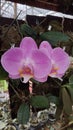 Mohon Orchid flower