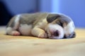 1 month year old beagle Puppy silver tri color is sleeping