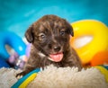 Beautiful brown puppy with bright toys. Funny little puppy. Brown little puppy with a charming smile.