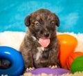 Monthly puppy on a blue background with bright toys. Cute little brown puppy in a photo studio. Funny little dog.