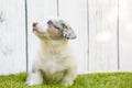 Charming Corgi puppy on the lawn