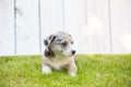 Corgi puppy