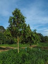 Monthong durian trees that are 4-5 years old.