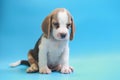 2 months beagle puppy sit down and looking camera Royalty Free Stock Photo