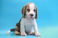 2 months beagle puppy sit down and looking camera Royalty Free Stock Photo