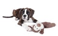 Boxer puppy stuffed animal Royalty Free Stock Photo