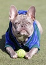 7-Months-Old brindle lilac female Frenchie puppy