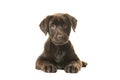 4 months old brown labrador retriever puppy lying down seen from the front, with its paws in front of her and looking straight at Royalty Free Stock Photo