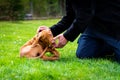 2 months old cute hungarian vizsla dog puppy biting owners fingers while playing outdoors in the garden. Obedience training. Royalty Free Stock Photo