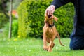 2 months old cute hungarian vizsla dog puppy biting owners fingers while playing outdoors in the garden. Obedience training. Royalty Free Stock Photo