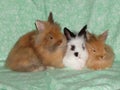 4 Months Old Domestic Rabbits