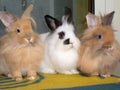 5 Months Old Domestic Rabbits