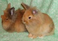 4 Months Old Domestic Rabbits