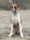 9-Months-Old female brindle white boxer