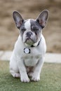 5-Months-Old Pied Frenchie Puppy Male Sitting