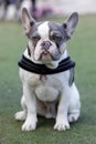 7-Months-Old Pied Frenchie Puppy Male Sitting