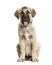 3 months old puppy Anatolian Shepherd dog sitting against white