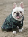 9-Months-Old white male Frenchie sitting and panting