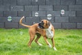 8 months young purebred golden german boxer dog puppy jumping catching soap bubbles