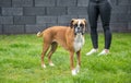 8 months young purebred golden german boxer dog puppy jumping catching soap bubbles