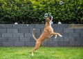 8 months young purebred golden german boxer dog puppy jumping catching soap bubbles