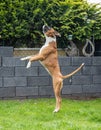 8 months young purebred golden german boxer dog puppy jumping catching soap bubbles