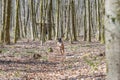 8 months young purebred golden german boxer dog puppy running and junping in the forest Royalty Free Stock Photo