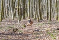 8 months young purebred golden german boxer dog puppy running and junping in the forest Royalty Free Stock Photo