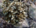 Montipora coral Royalty Free Stock Photo