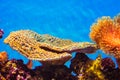 Montipora Coral Royalty Free Stock Photo