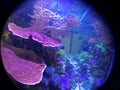 Montipora Coral Reef Tank, Fish Eye, Side View Royalty Free Stock Photo