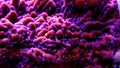 Macro shot on Montipora short stony polyps coral Royalty Free Stock Photo