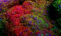 Montipora Rainbow macro polyps -  rare and very beautiful sps coral. Royalty Free Stock Photo