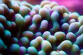 Underwater macro shot on Montipora short stony polyps coral Royalty Free Stock Photo