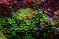 Montipora Rainbow macro polyps -  rare and very beautiful sps coral. Royalty Free Stock Photo