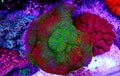 Montipora Rainbow macro polyps -  rare and very beautiful sps coral. Royalty Free Stock Photo