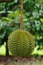 Montong durian Royalty Free Stock Photo