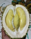 Montong durian fruit, sweet, thick flesh, sold expensively, commodity, expensive fruit Royalty Free Stock Photo