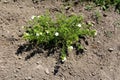 Montpellier cistus or Cistus monspeliensis rockrose shrub plant with white flowers and evergreen leaves with glandular sticky