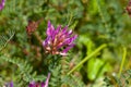 Montpellier milkvetch, Astragalus monspessulanus Royalty Free Stock Photo