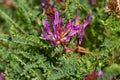 Montpellier milkvetch, Astragalus monspessulanus Royalty Free Stock Photo