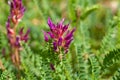 Montpellier milkvetch, Astragalus monspessulanus Royalty Free Stock Photo