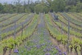 Vines and wild flowers, ecological wine production in Montreal Aude France