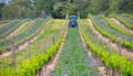 Vines and wild flowers, ecological wine production in Montreal Aude France